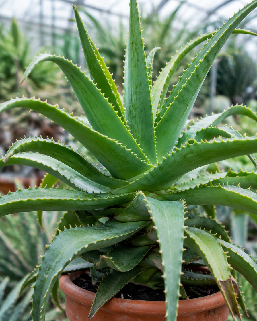 Pianta di Aloe arborescens in vaso