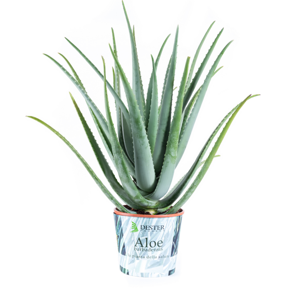 Pianta Aloe Vera Biologica di 5 anni | Prezzi e Benefici