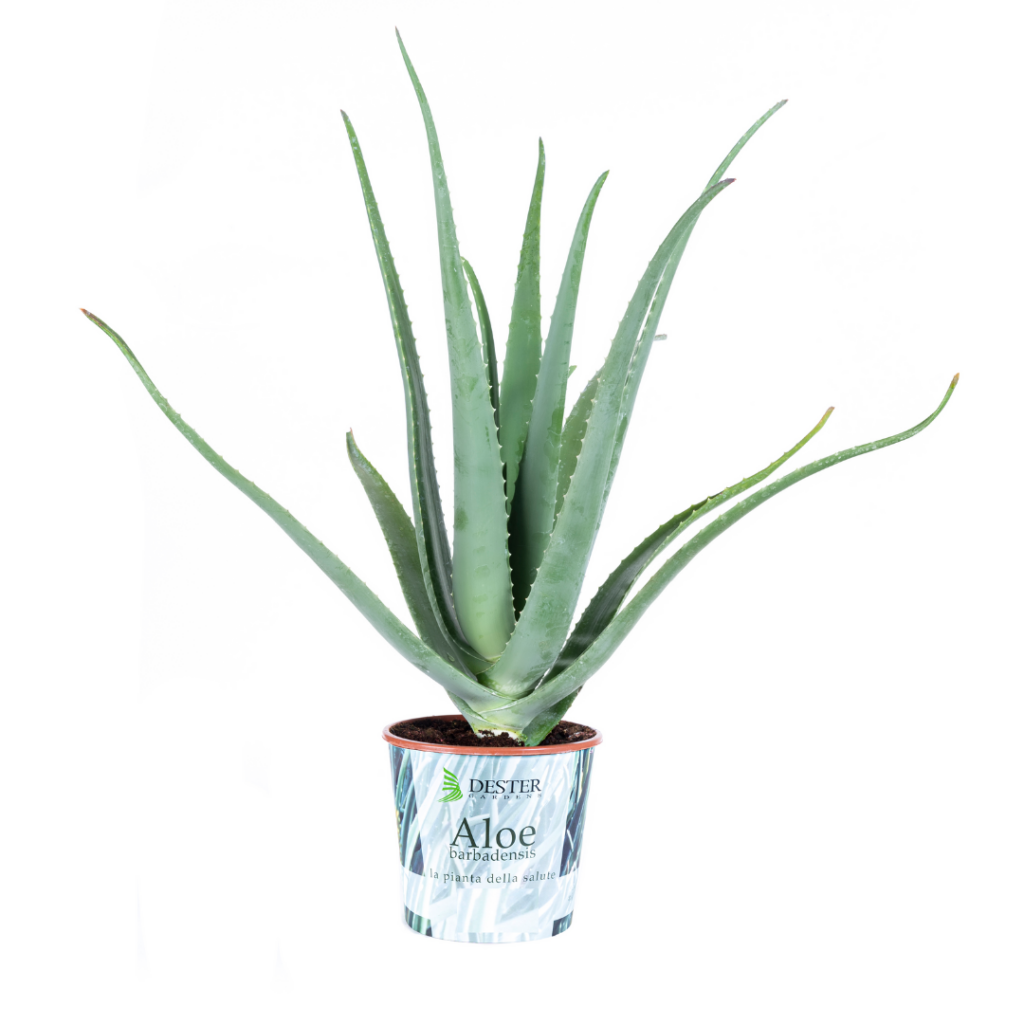 Pianta Aloe vera del Garda 2 anni vendita online