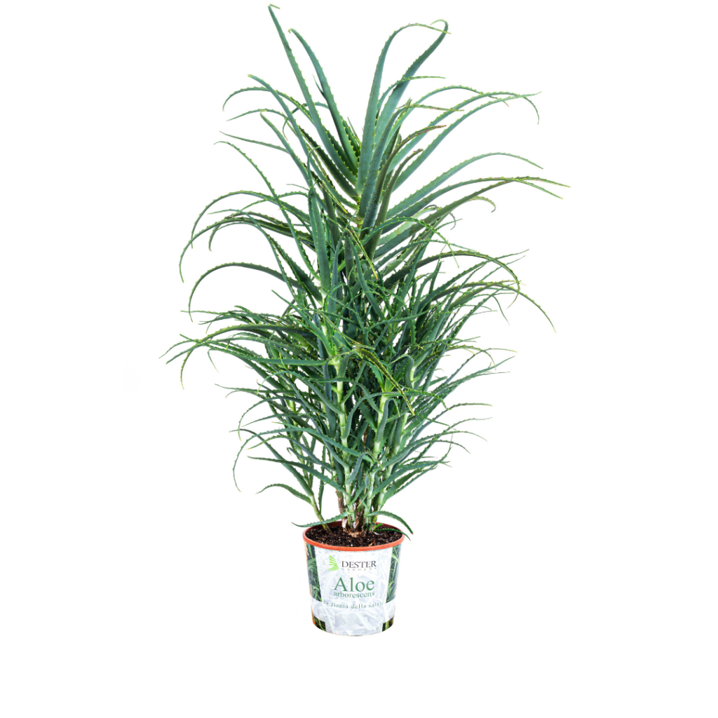 PLANTI' PIANTA VERA DI ALOE Aloe arborescens Pianta grassa da esterno