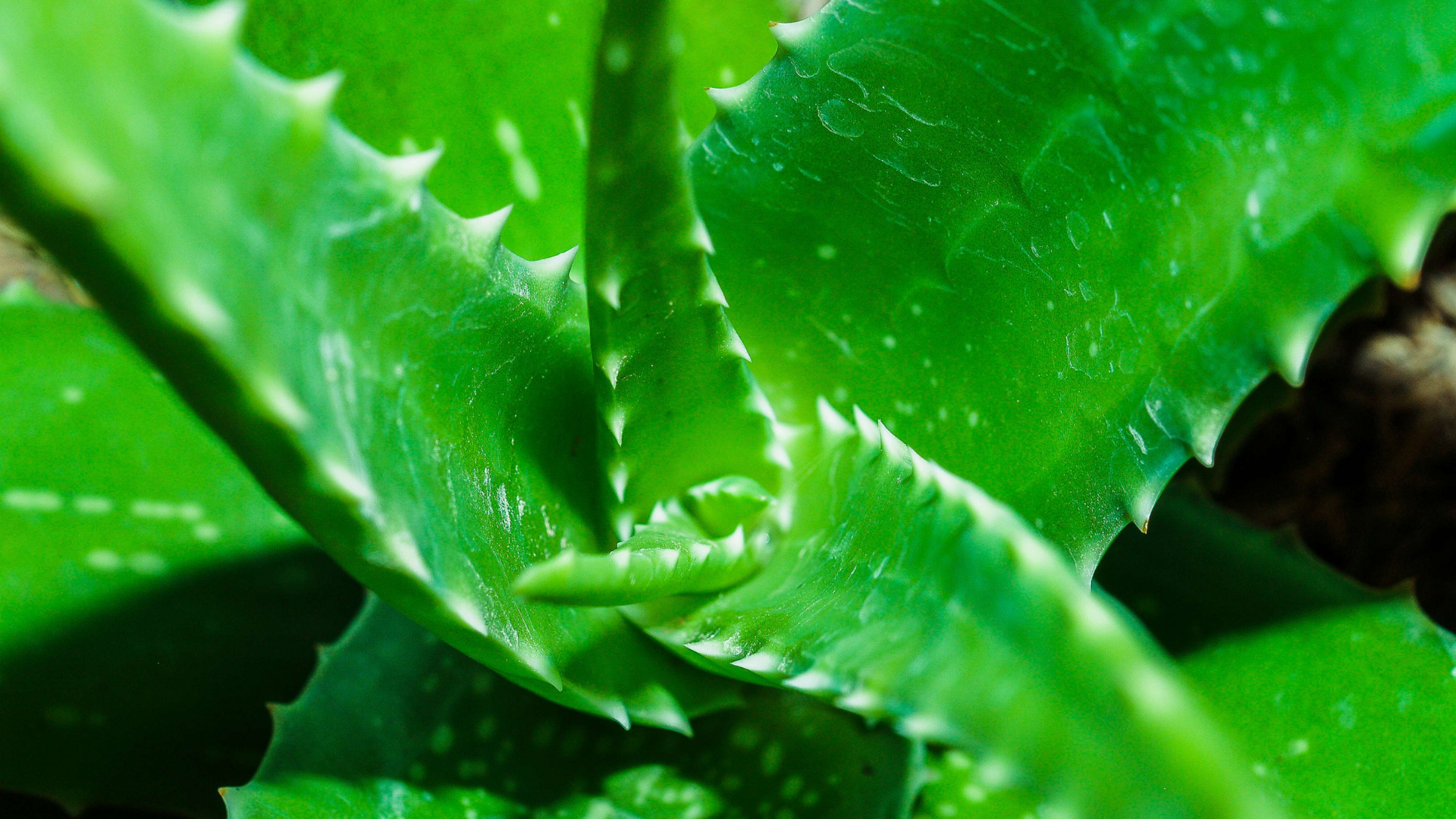 vitamin c serum aloe vera Vitamin C Intensive Serum + Aloe – PERLENBUCHT main image 1